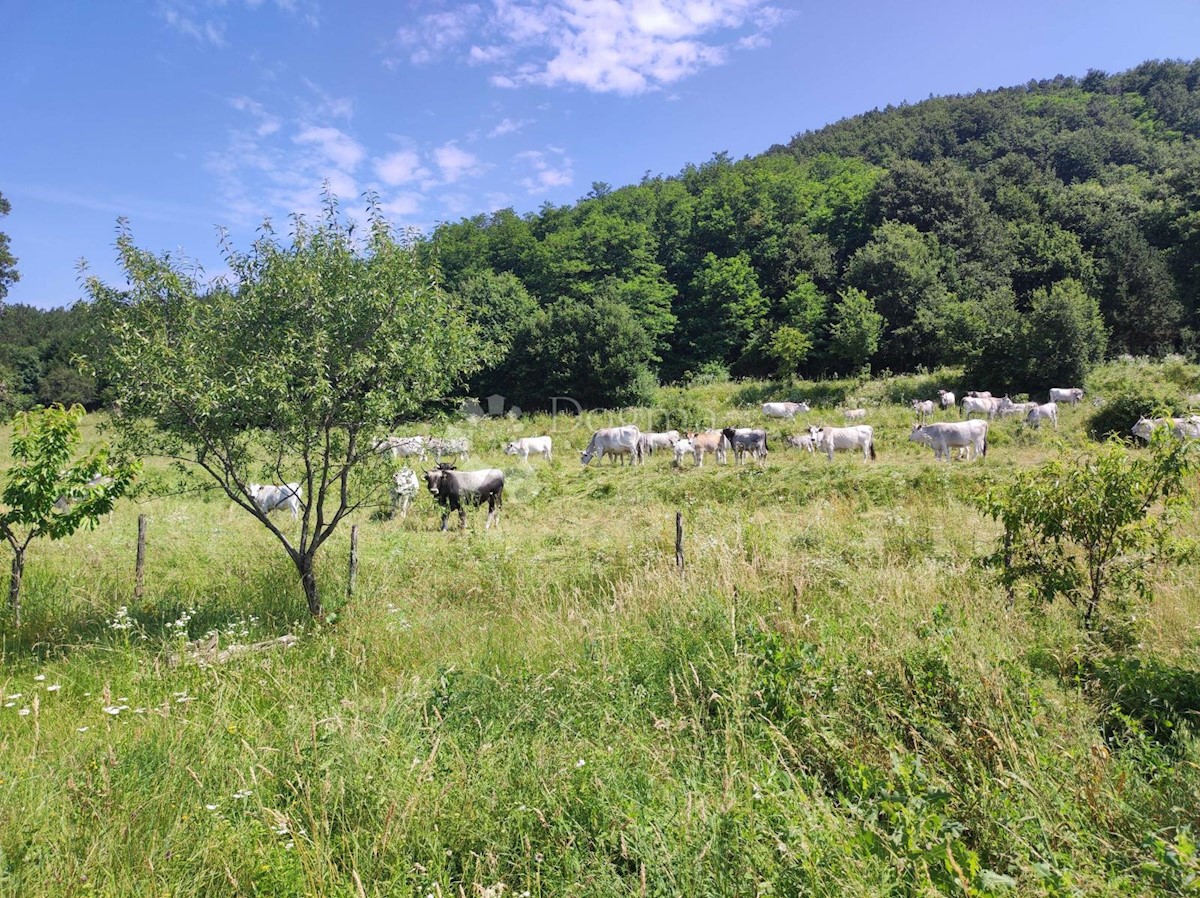 Zemljište Na prodaju - ISTARSKA LUPOGLAV