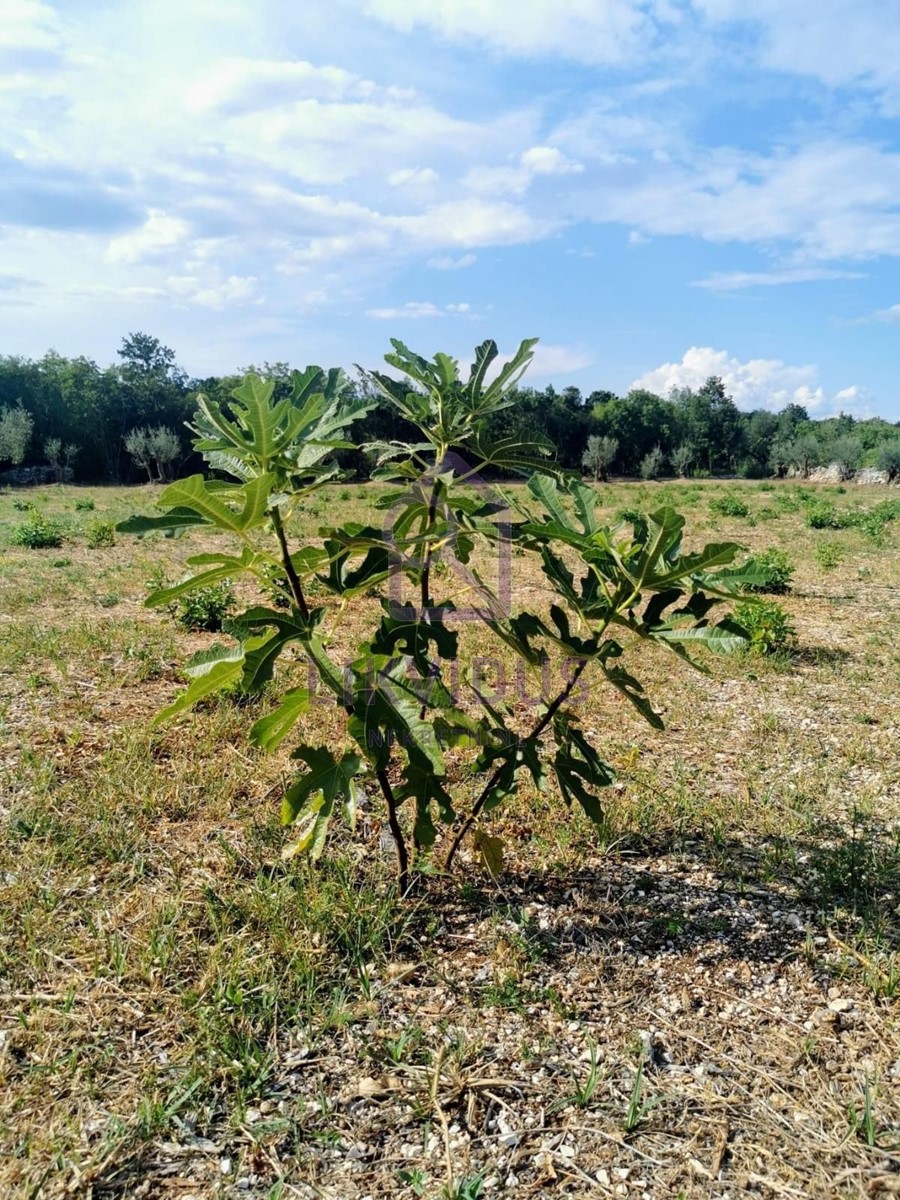 Zemljište Na prodaju - ISTARSKA MARČANA