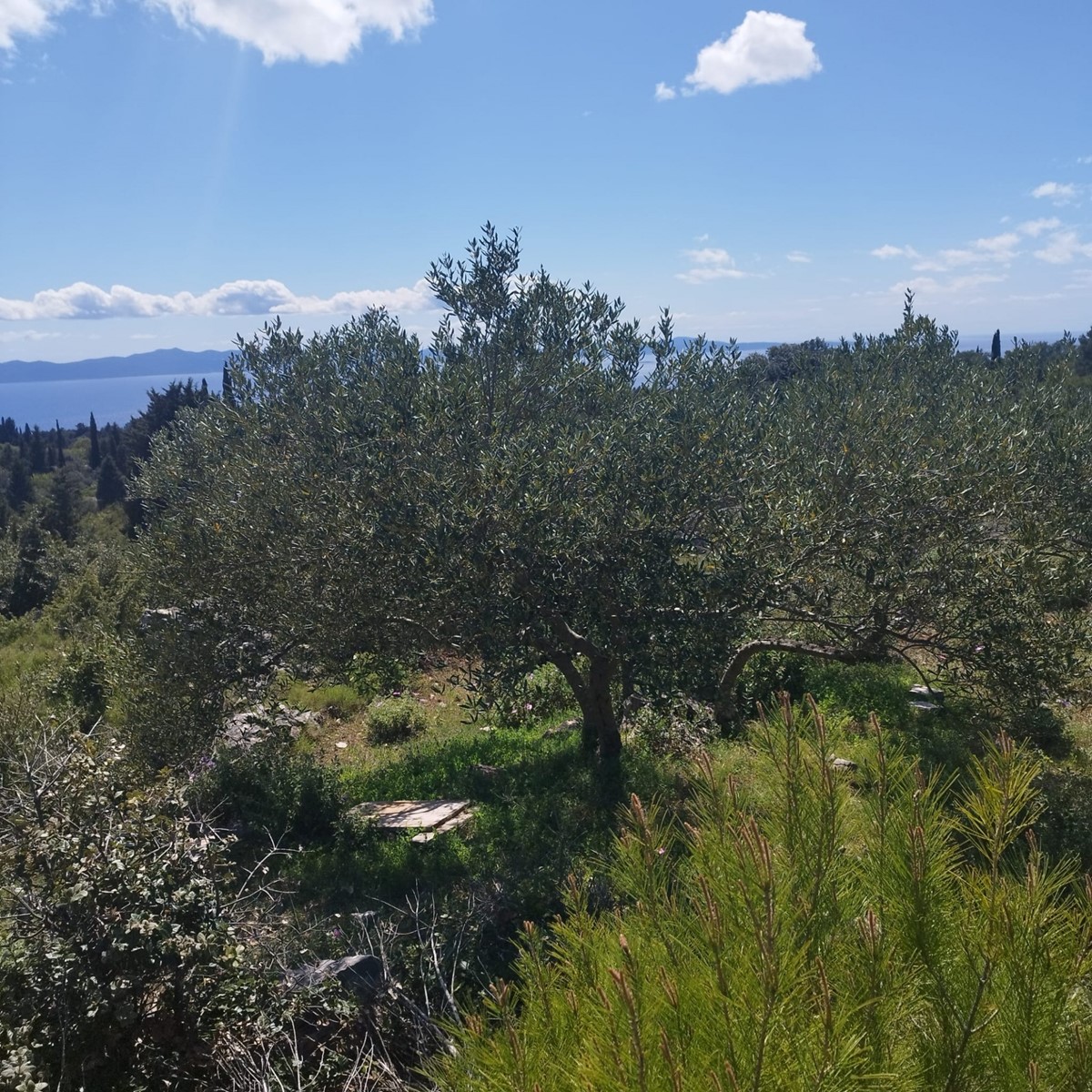 Pozemok Na predaj - SPLITSKO-DALMATINSKA JELSA