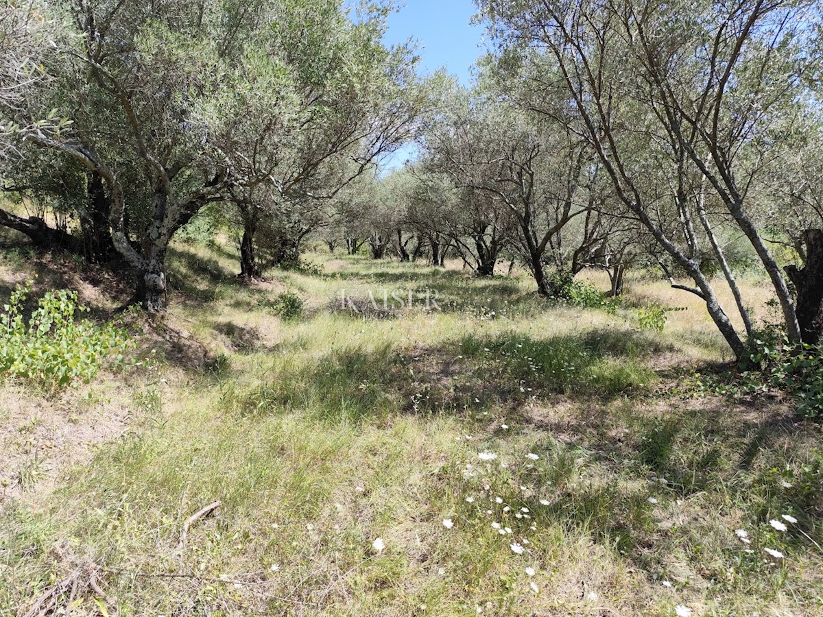 Land For sale - ISTARSKA BUZET