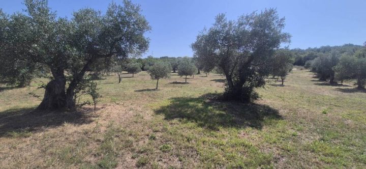 Działka na sprzedaż 4000 m² – Rovinjsko Selo