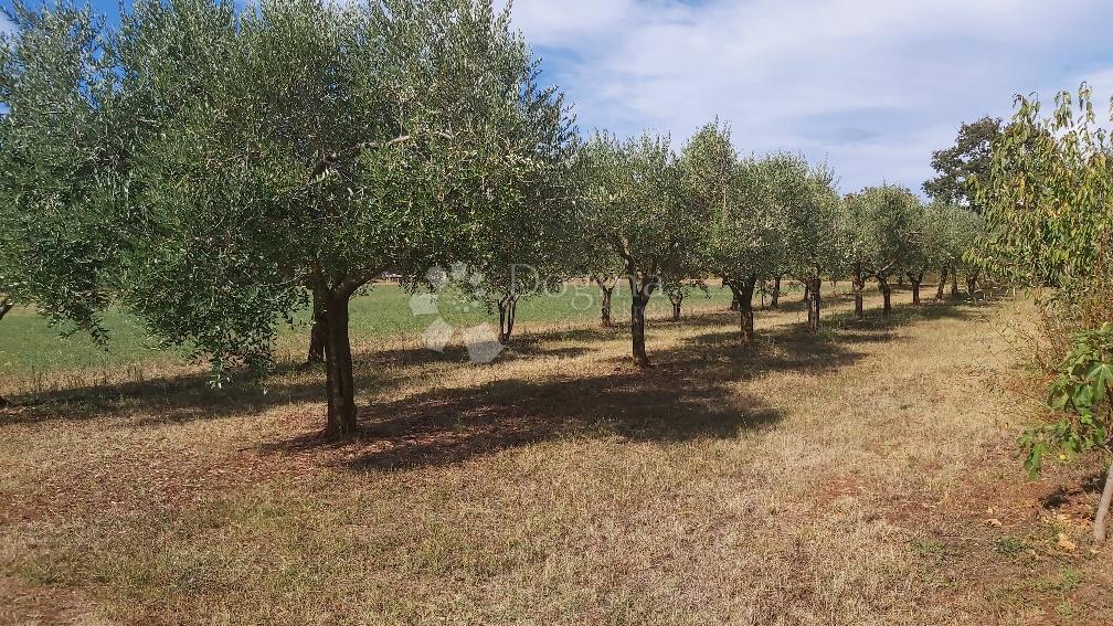 Parcela Na predaj - ISTARSKA MARČANA