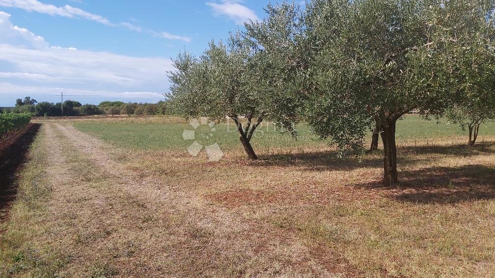 Parcela Na predaj - ISTARSKA MARČANA