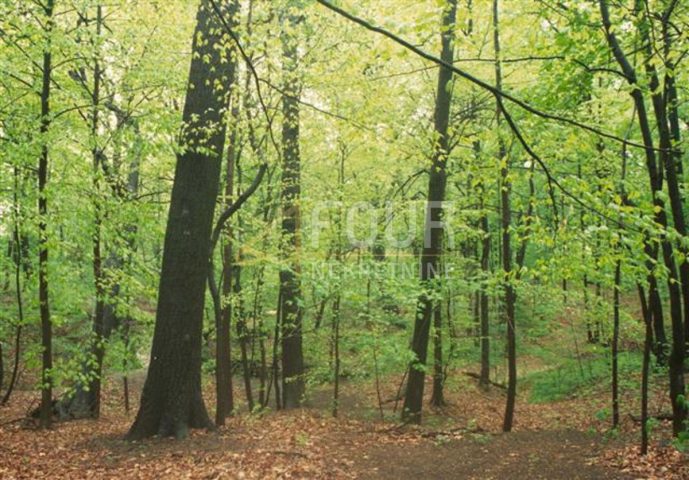 Land for sale 3820 m² – Buzet