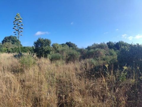 Land For sale - Istarska Medulin - foto 4/4