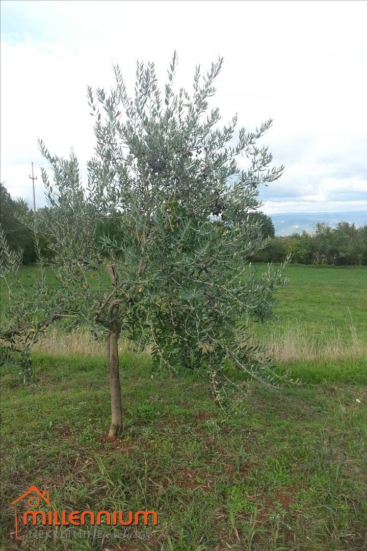 Zemljište Na prodaju - ISTARSKA KAROJBA