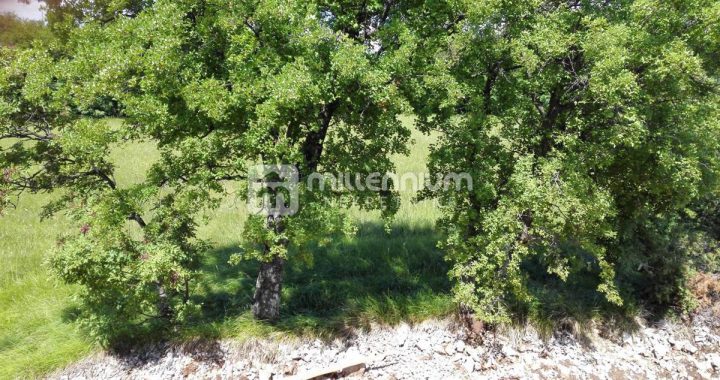 Pozemok na predaj 1000 m² – Draga