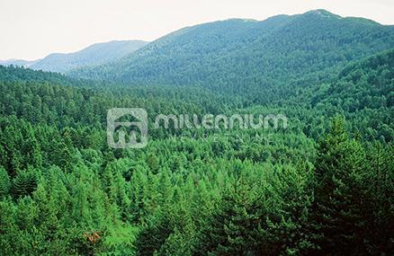 Land For sale - PRIMORSKO-GORANSKA BAKAR