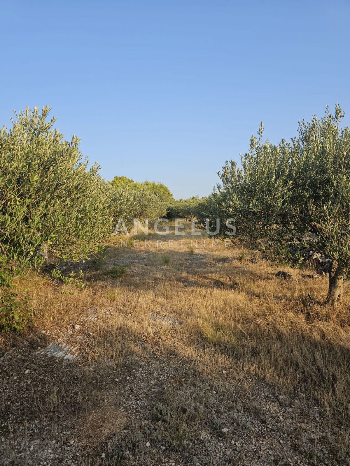 Land For sale - SPLITSKO-DALMATINSKA BRAČ