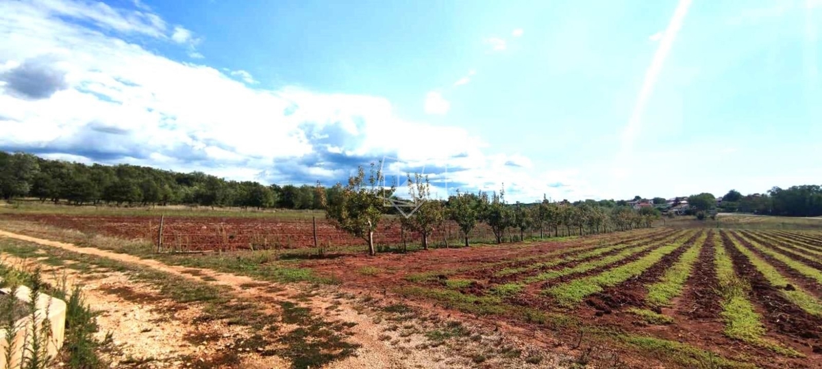 House For sale - ISTARSKA UMAG