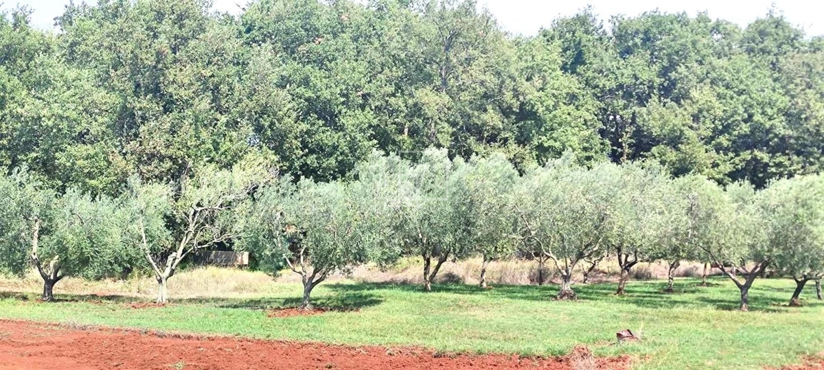 Hiša Naprodaj - ISTARSKA Umag