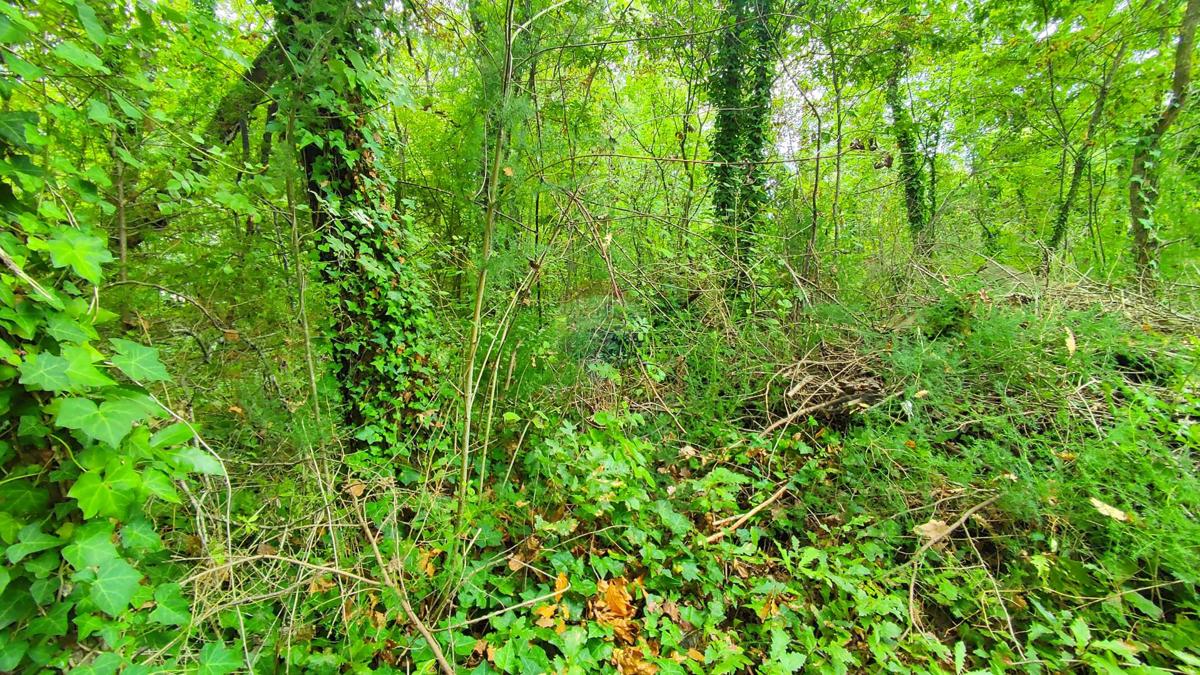 Terreno In vendita - ISTARSKA UMAG