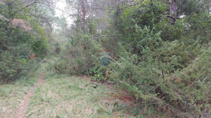 Pozemok na predaj 6453 m² – Šapjane