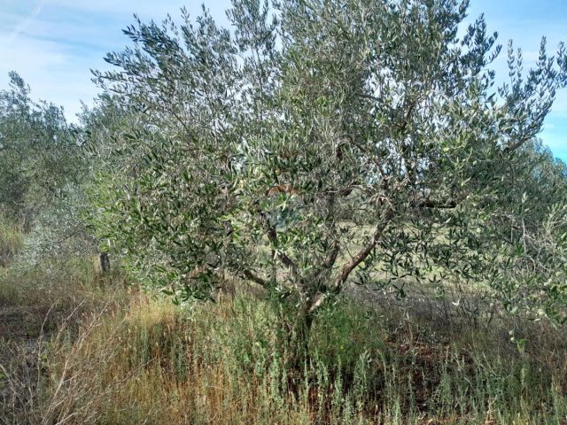 Terreno In vendita - Istarska Vodnjan - foto 2/8