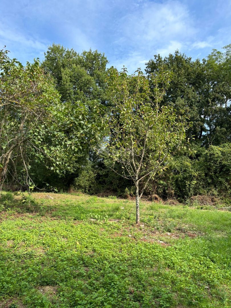 House For sale - ISTARSKA BARBAN