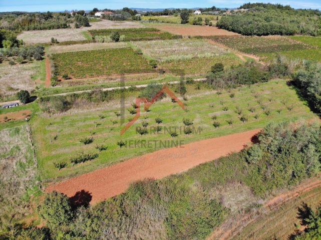 Grundstück zu verkaufen 3006 m² – Vižinada