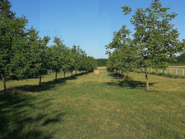 Parcela Na predaj - Koprivničko-križevačka Koprivnica - foto 3/3