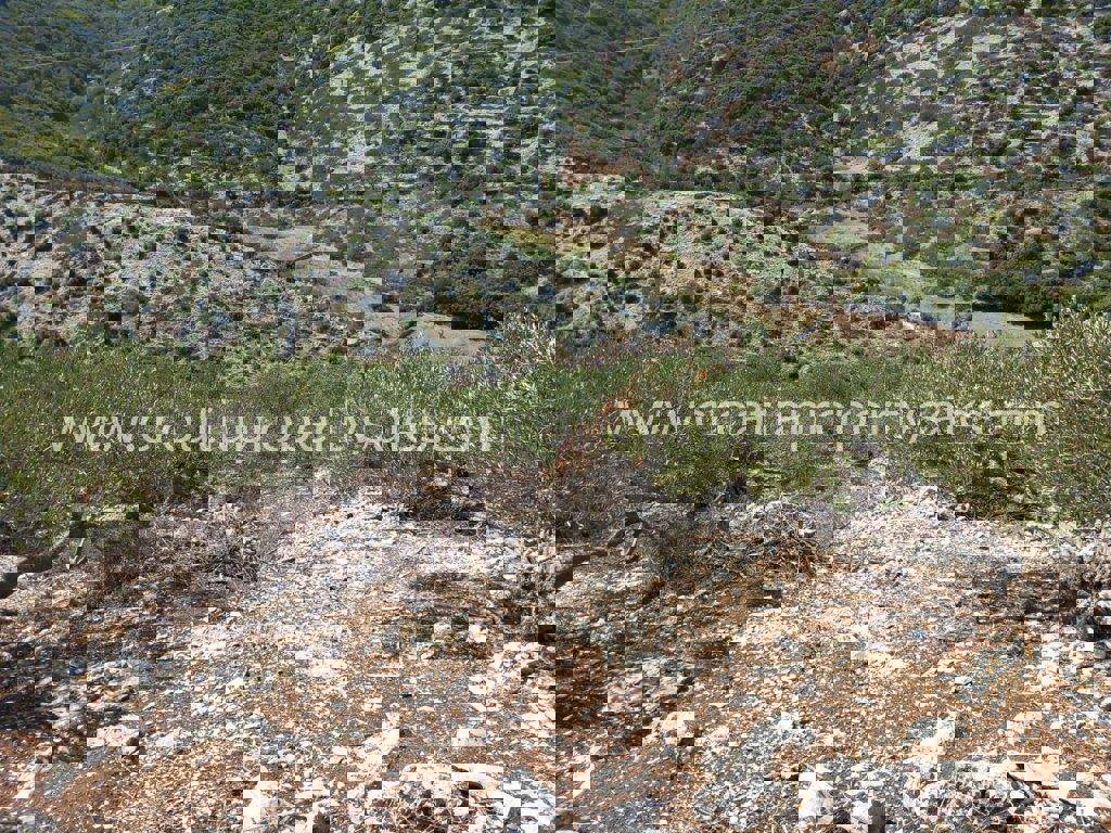 Land For sale - SPLITSKO-DALMATINSKA BRAČ