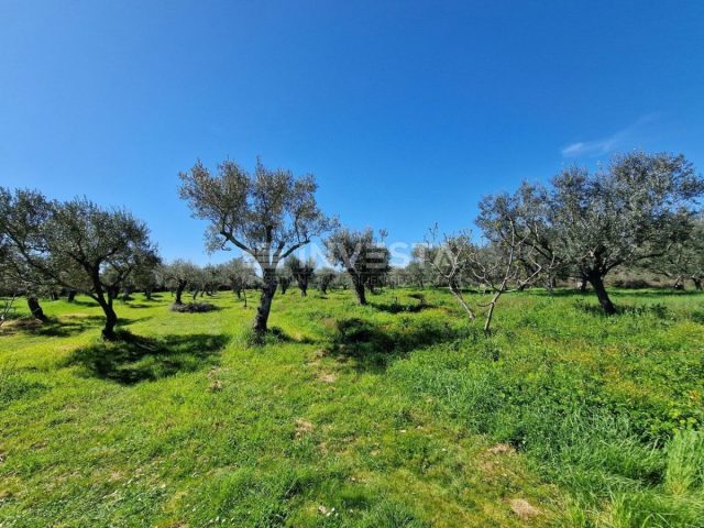 Land For sale - Istarska Vodnjan - foto 5/8