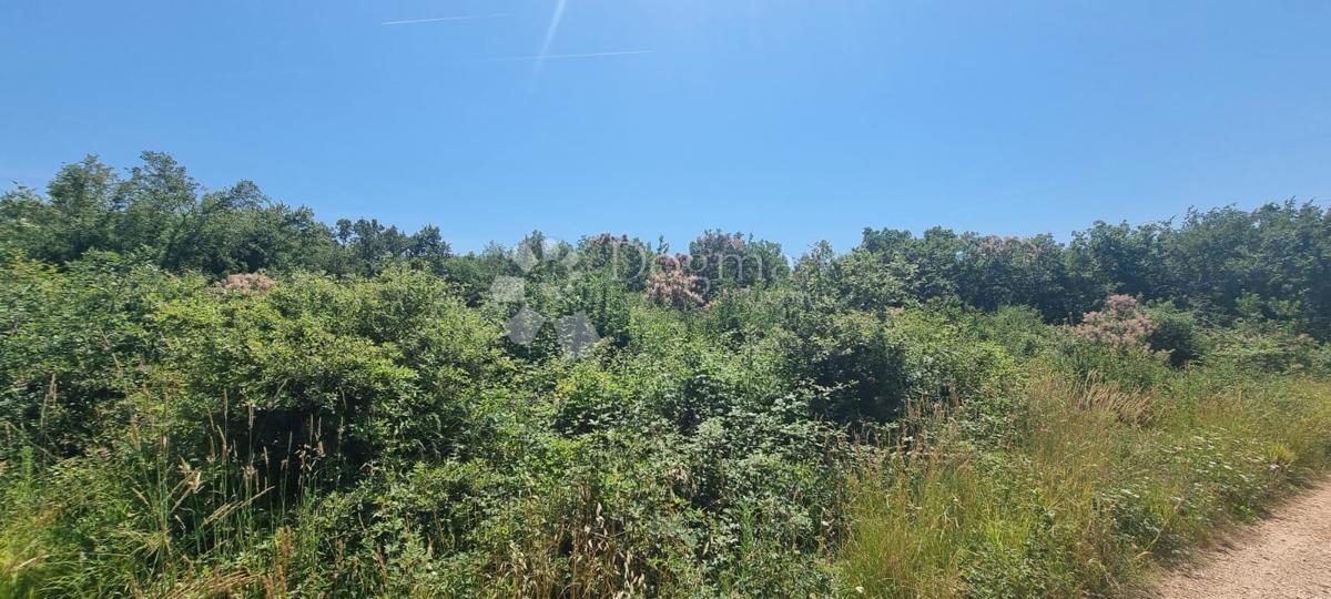 Terreno In vendita - Istarska Tar-vabriga - foto 4/4