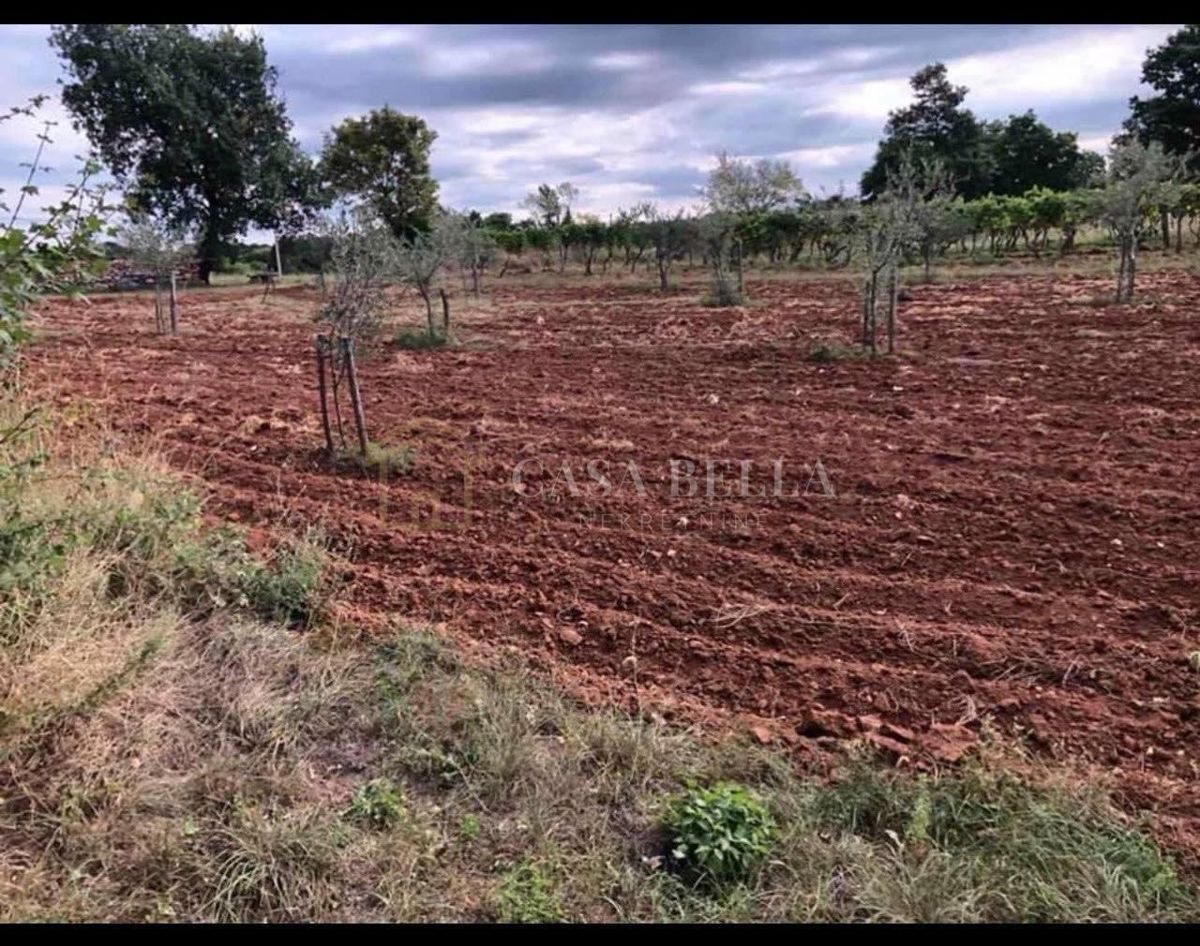 Land For sale - Istarska žminj - foto 2/4