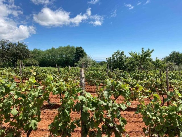 Działka Na sprzedaż - Istarska Barban - foto 5/5