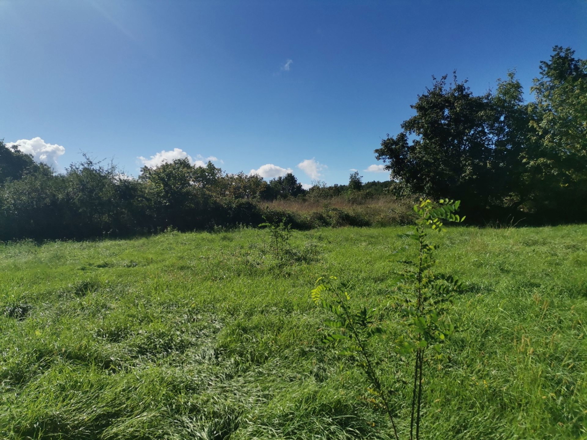 Terreno In vendita - ISTARSKA GROŽNJAN