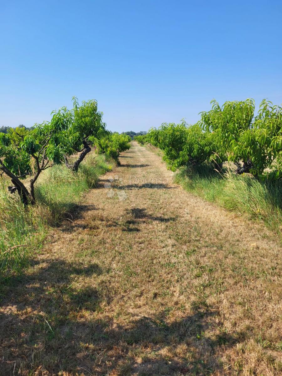 Działka Na sprzedaż - Osječko-baranjska Petrijevci - foto 1/2