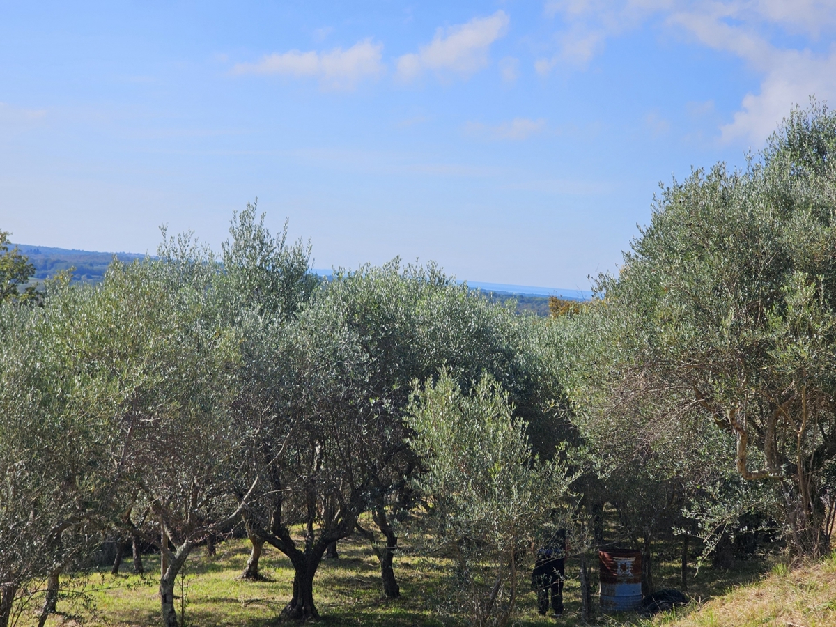 Terreno In vendita - Istarska Buje - foto 2/7