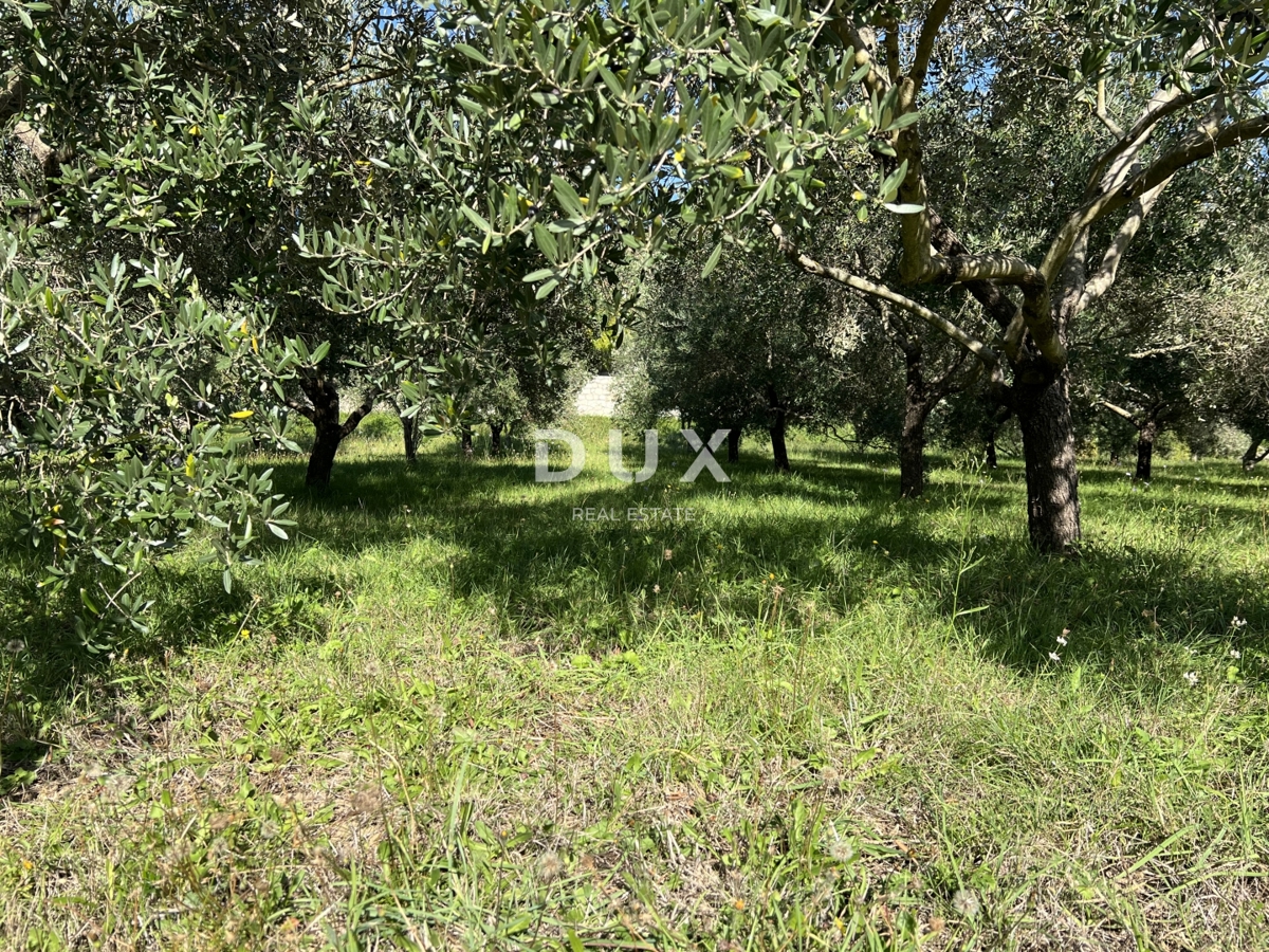 Land For sale - Primorsko-goranska Rab - foto 3/4