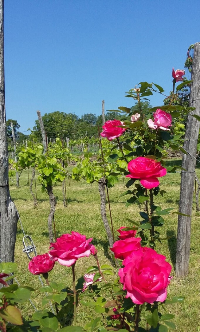 Pozemok Na predaj - Istarska Buzet - foto 4/4