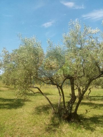 Terreno In vendita - Istarska Poreč - foto 5/6