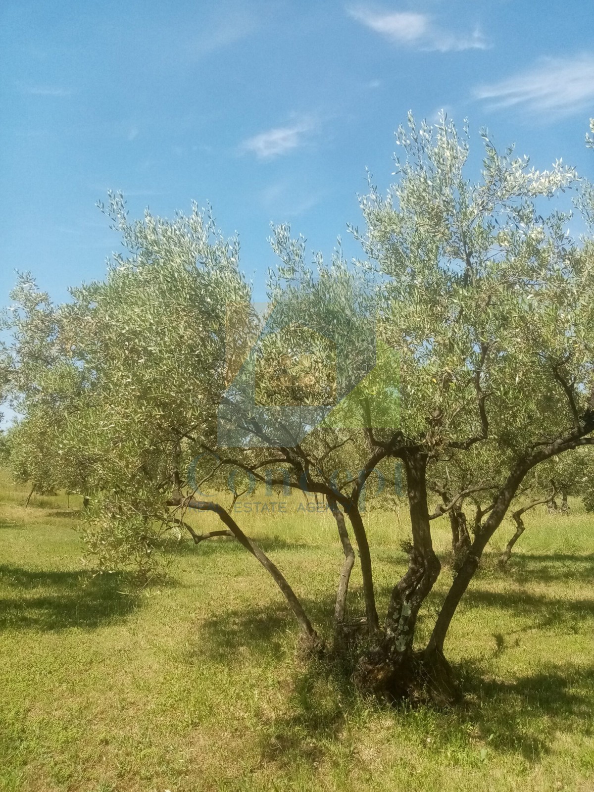 Pozemek Na prodej - Istarska Poreč - foto 5/6