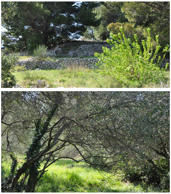 Grundstück Zu verkaufen - Splitsko-dalmatinska Podgora - foto 5/6