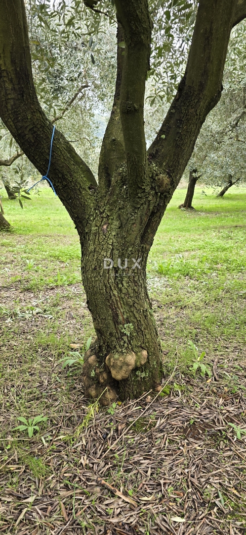 Terreno In vendita - Istarska Labin - foto 4/52