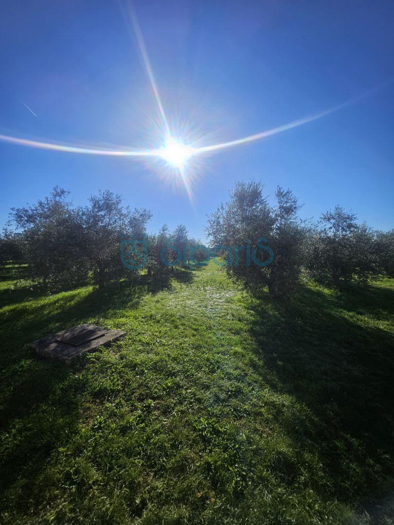 Land For sale - ISTARSKA UMAG