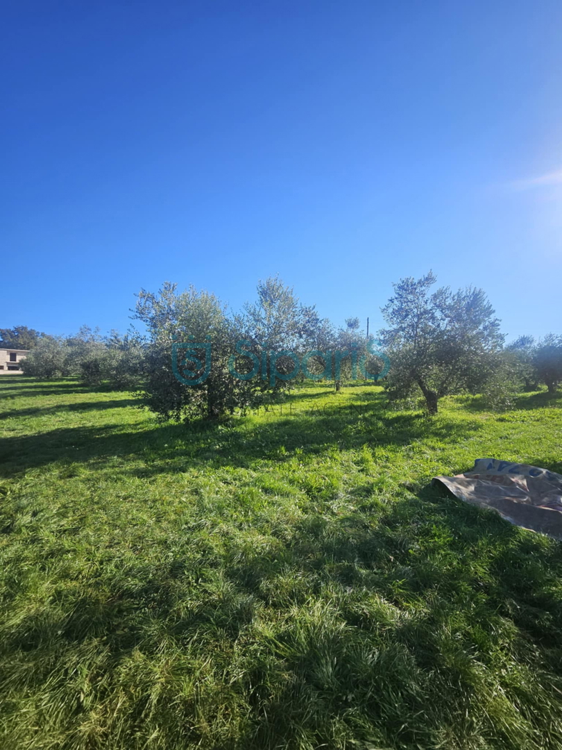 Land For sale - ISTARSKA UMAG