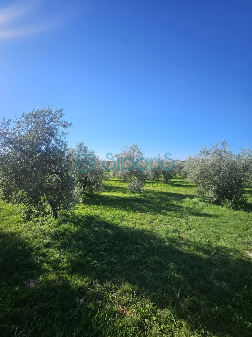 Land For sale - Istarska Umag - foto 2/13