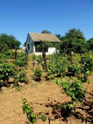 House For sale KNEŽEVI VINOGRADI