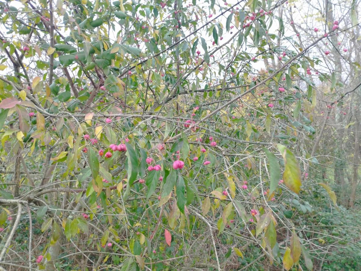 Land For sale - ISTARSKA SVETA NEDELJA
