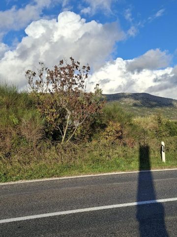 Land for sale 5563 m² – Konavle