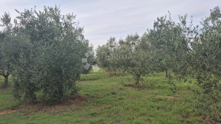Grundstück Zu verkaufen - Istarska Ližnjan - foto 2/8