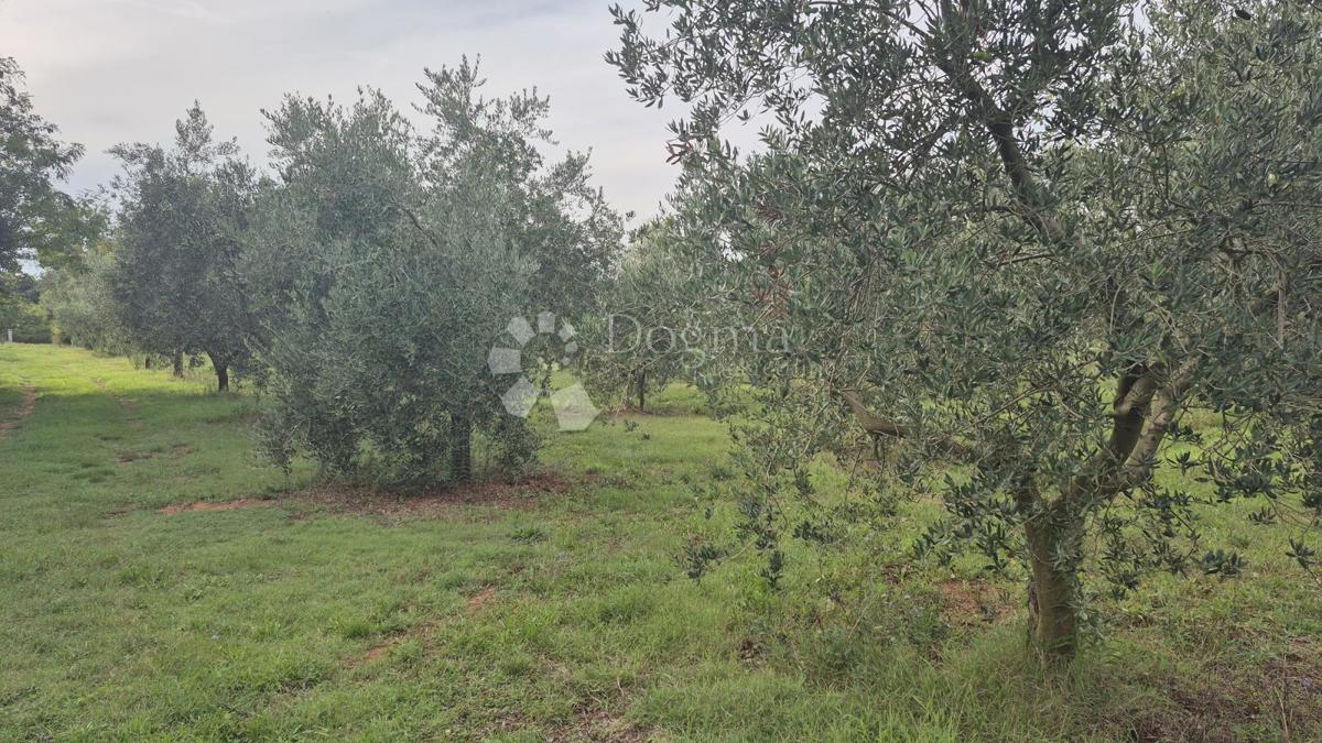 Terrain À vendre - Istarska Ližnjan - foto 1/8