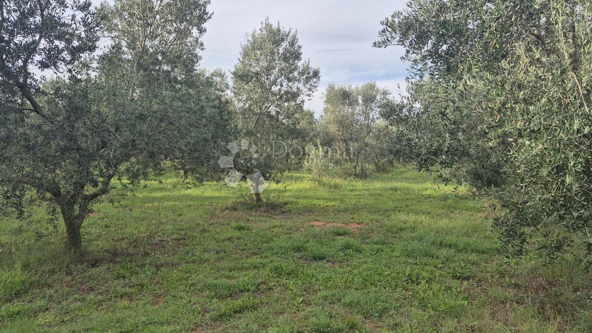 Terrain À vendre - Istarska Ližnjan - foto 5/8