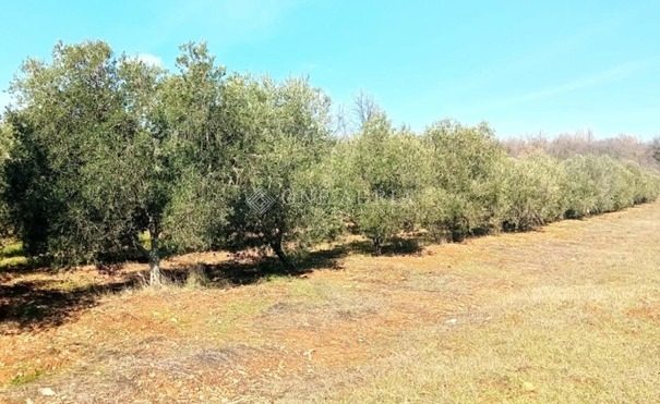 Terreno in vendita 4058 m² – Marčana