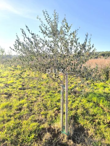 Grundstück zu verkaufen 1300 m² – Medulin