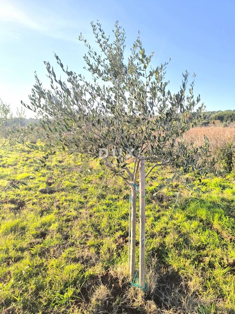 Zemljište Na prodaju - Istarska Medulin - foto 1/14