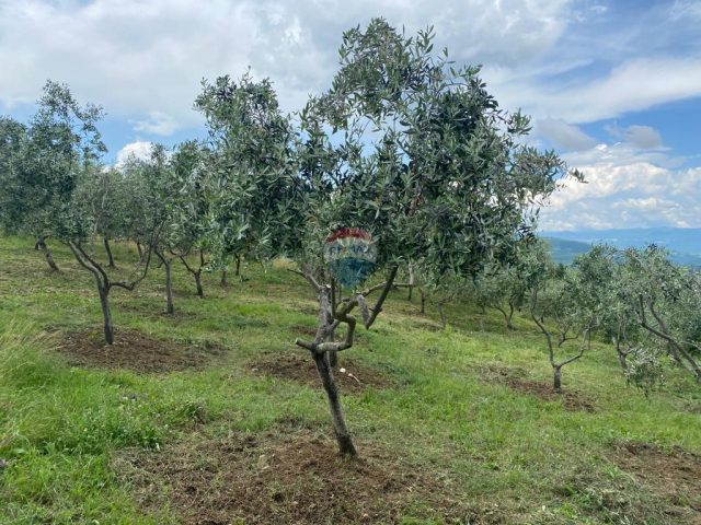 Land for sale 45398 m² – Cerovlje