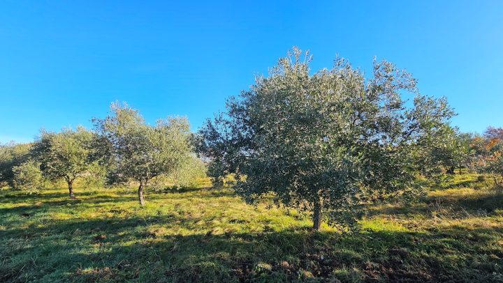 Terrain À vendre - Istarska Buje - foto 3/9