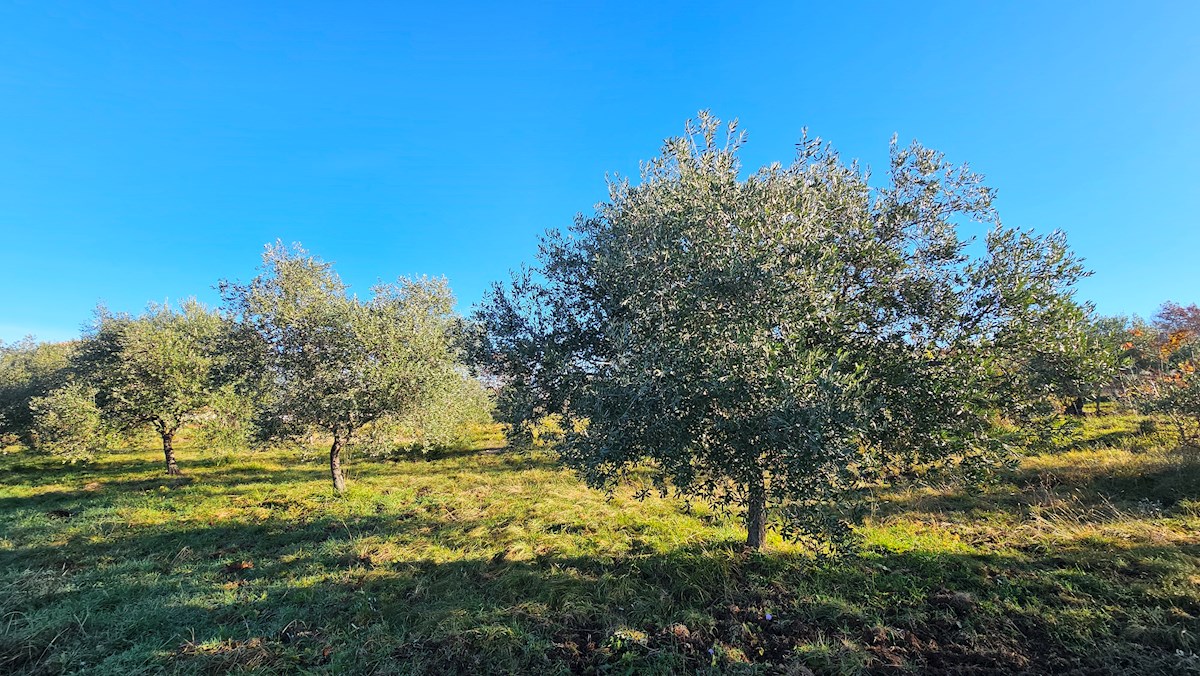 Terreno In vendita - Istarska Buje - foto 3/9